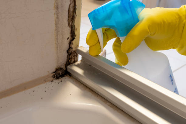 Best Insurance-Related Mold Remediation in Nibley, UT