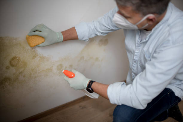 Best Black Mold Remediation in Nibley, UT