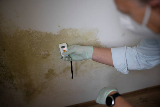 Best Basement Mold Remediation in Nibley, UT